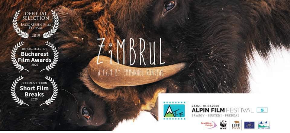 Documentarul Zimbrul la Alpin Film Festival