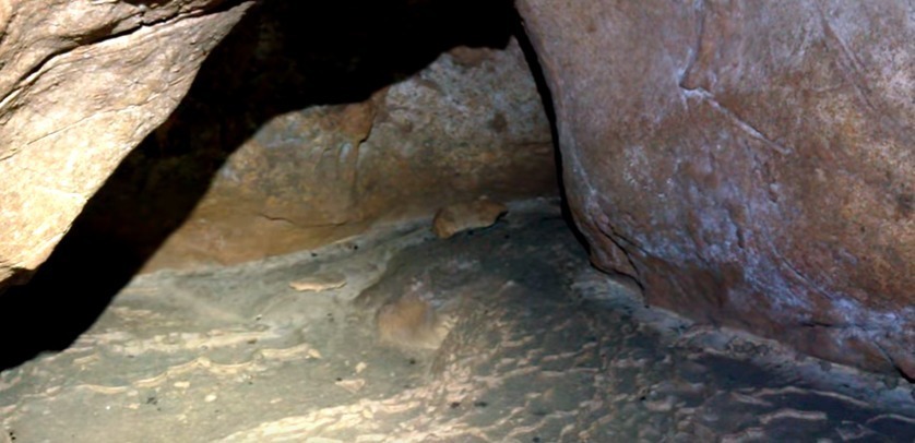Peștera Bârlogul Ursului