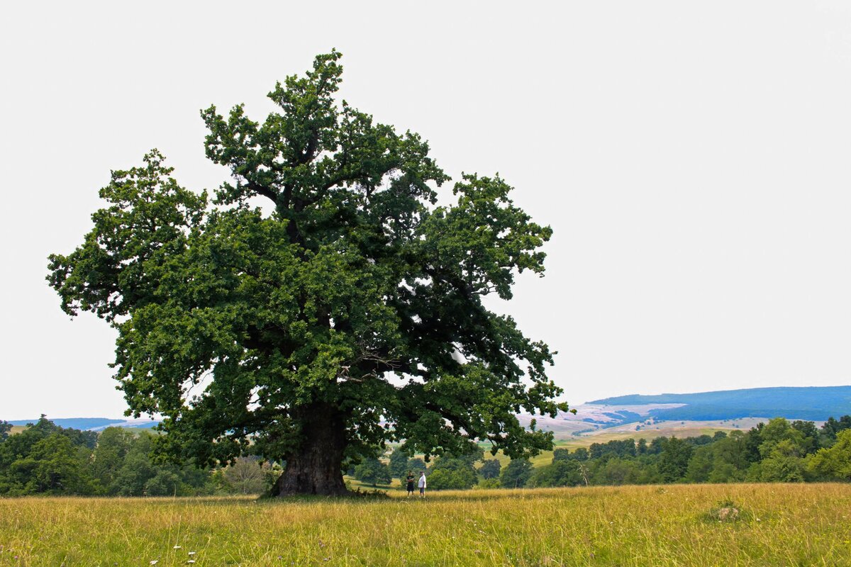 The old Carpathian - The secular oak from Mercheașa