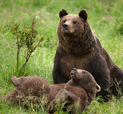 Rezervatia de ursi de la Zărnești